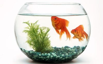 What a goldfish can teach you about selling books